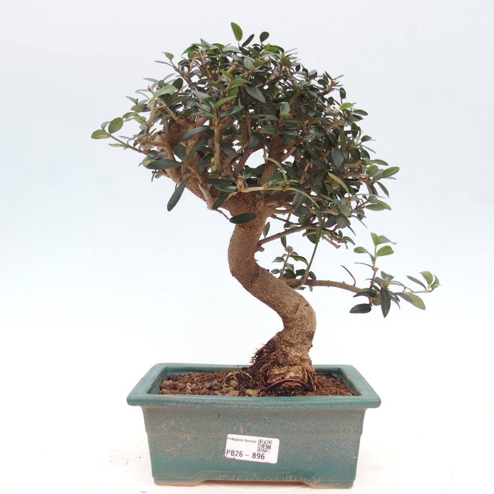 Bonsai do wnętrz - Olea europaea sylvestris