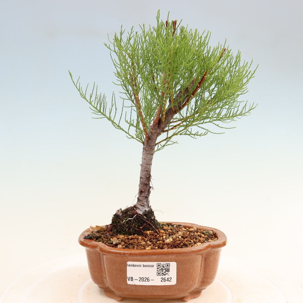 Bonsai ogrodowe – Tamaryszek – Tamarix