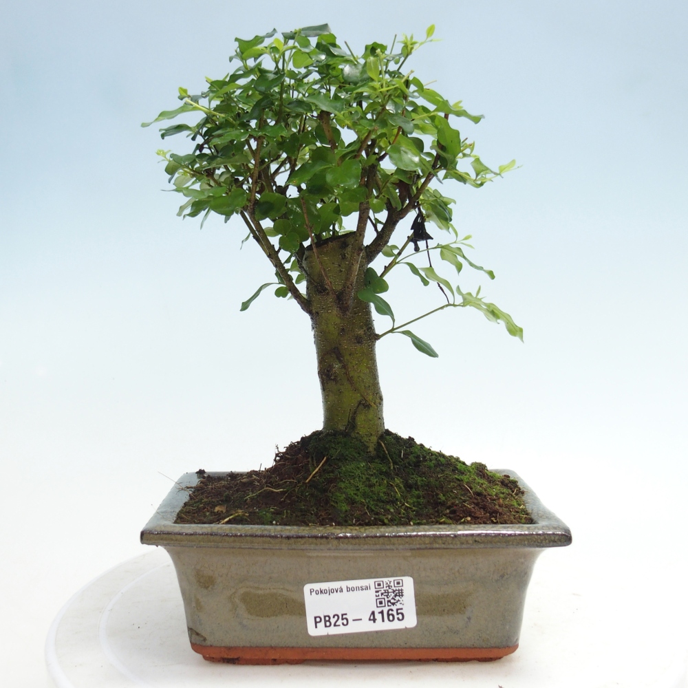 Pokój bonsai - Ligustrum chinensis - Dziób ptaka