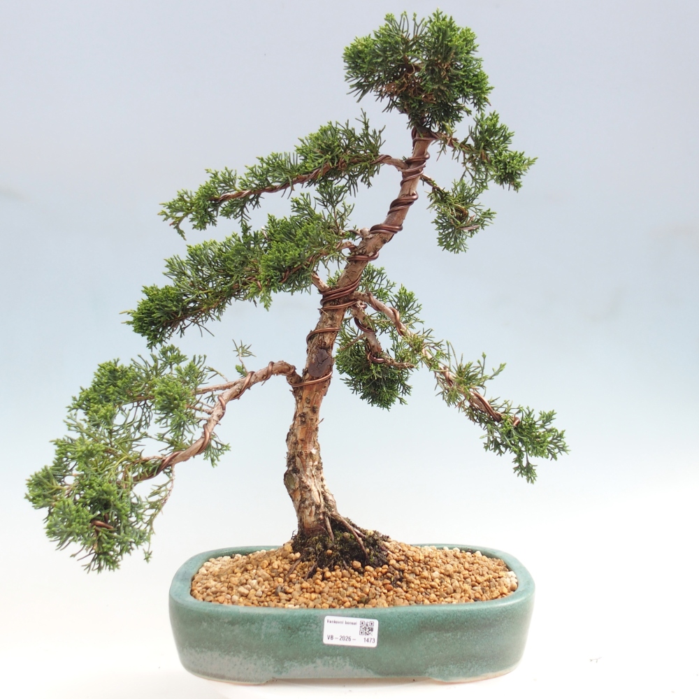 Outdoor bonsai - Juniperus chinensis Kishu
