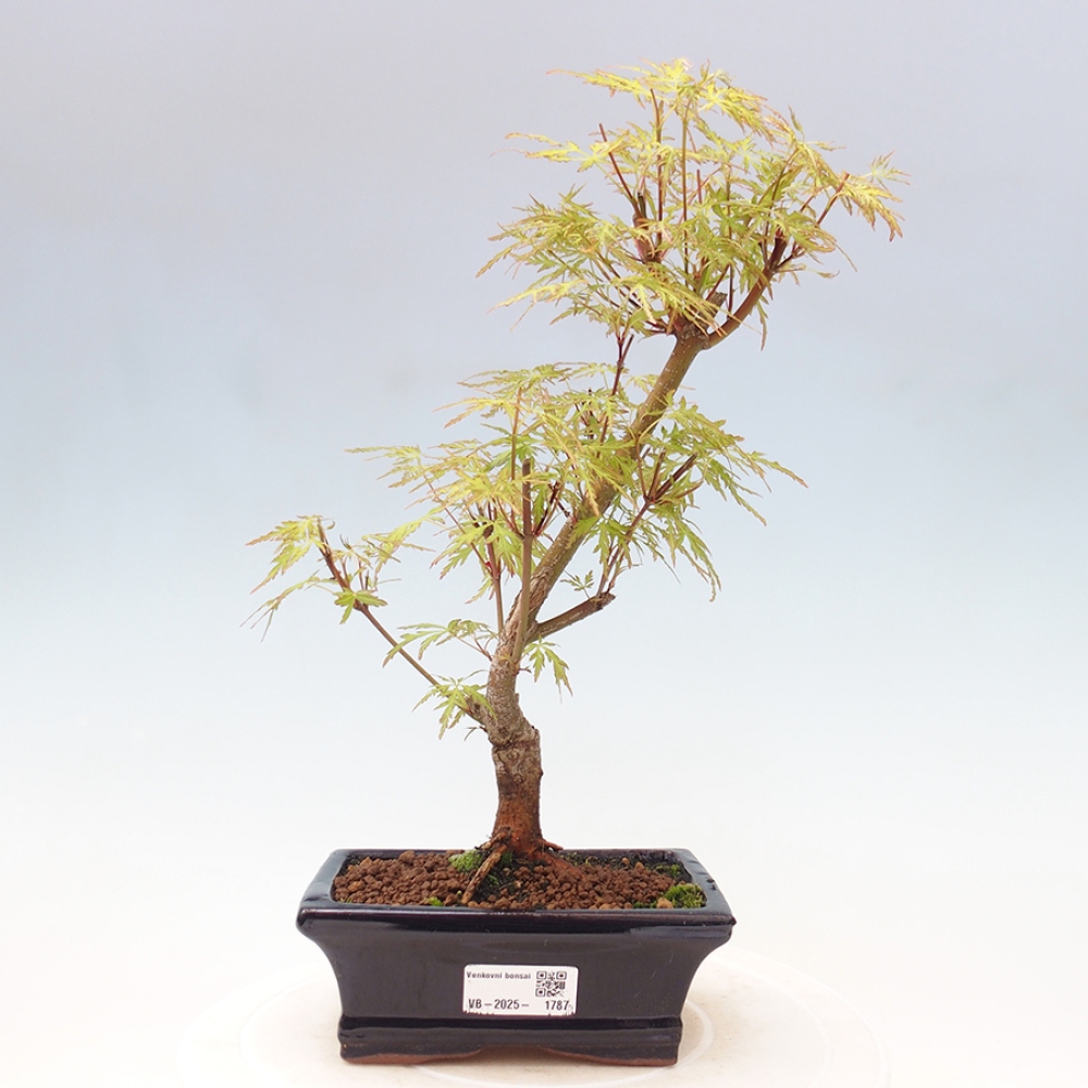 Outdoor bonsai - Acer palmatum Dissectum - Klon japoński 