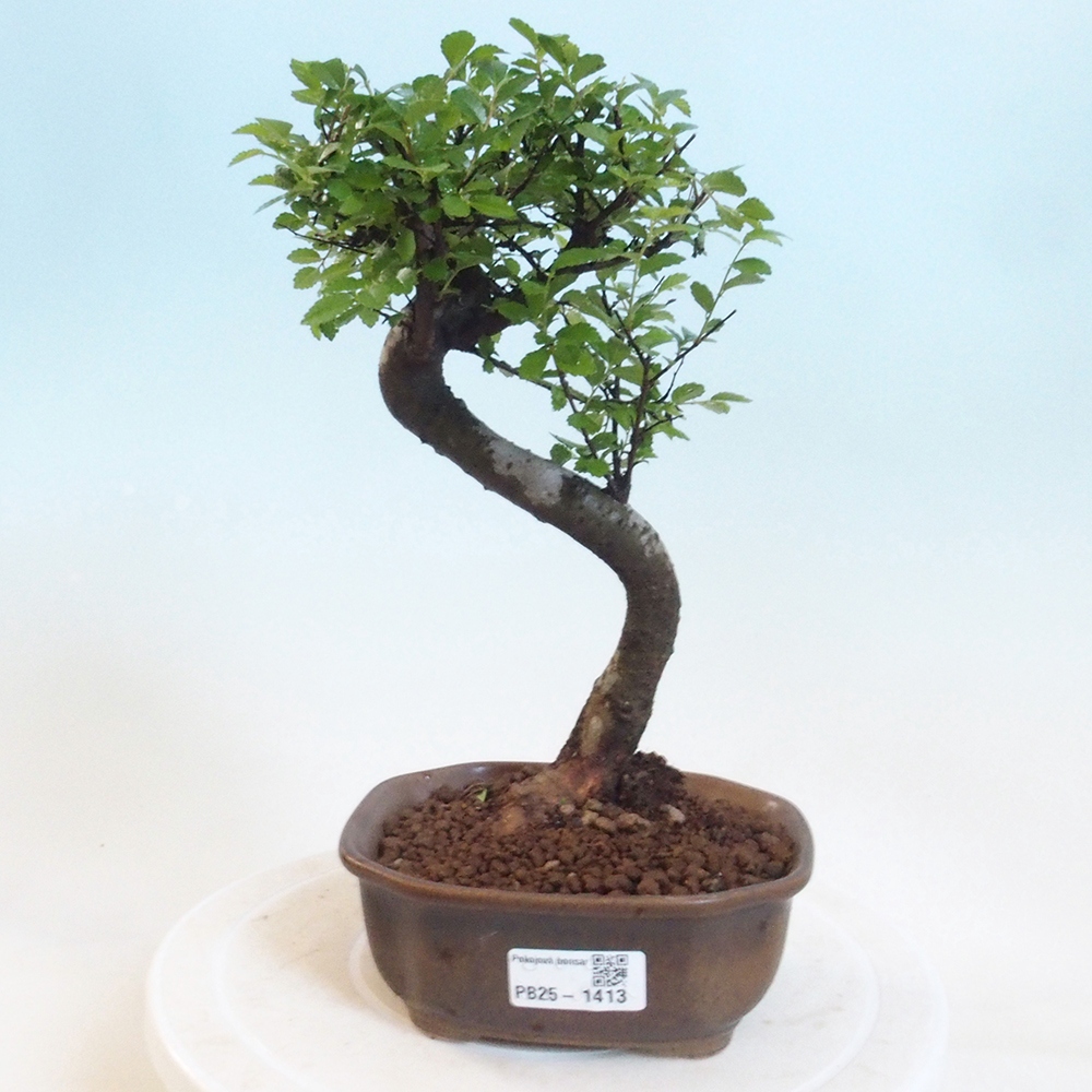 Bonsai wewnętrzne - Ulmus parvifolia - Wiąz drobnolistny