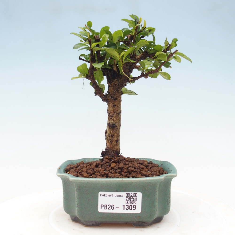 Bonsai pokojowe - Carmona macrophylla - Tea fuki