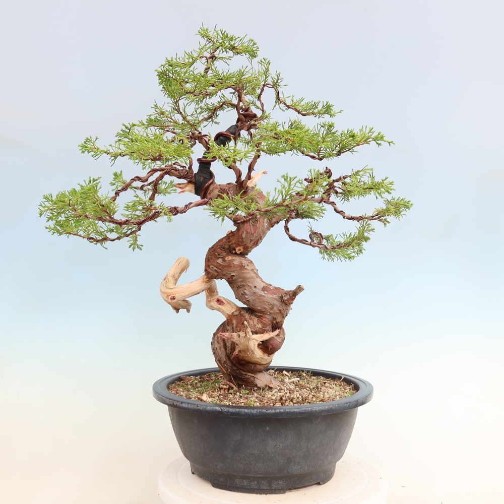 Bonsai ogrodowe – Juniperus chinensis Itoigawa – jałowiec chiński