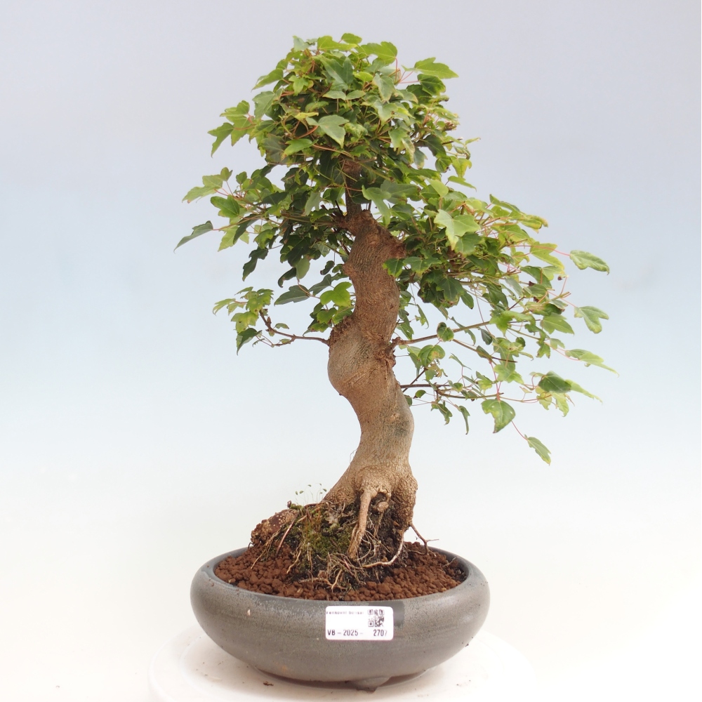 Outdoor bonsai - Maple Buergerianum - Burger Maple