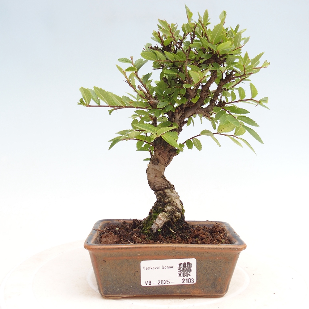 Outdoor bonsai - Zelkova - Zelkova NIRE