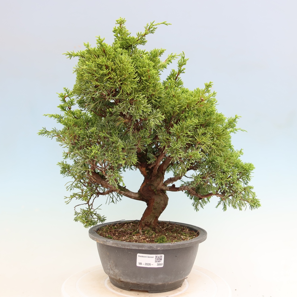 Bonsai ogrodowe – Juniperus chinensis Itoigawa – jałowiec chiński