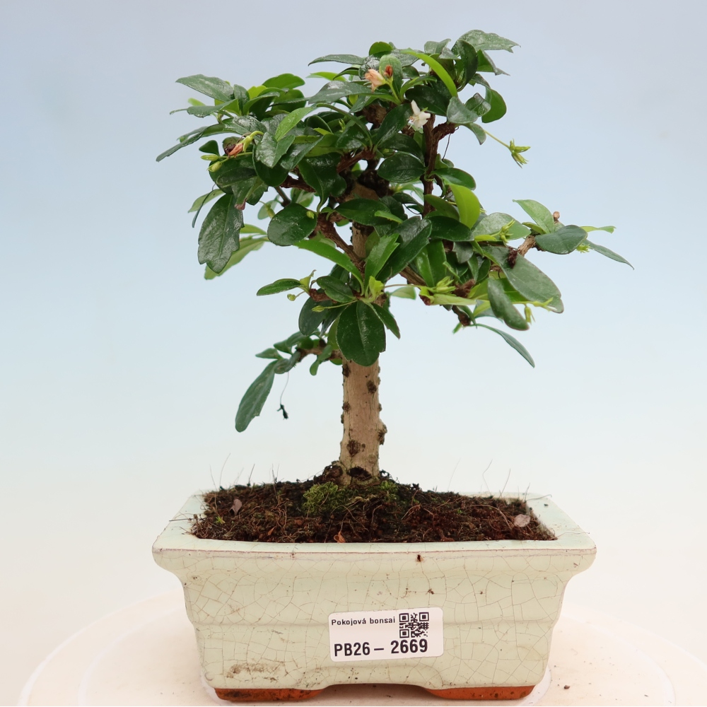 Bonsai pokojowe - Carmona macrophylla - Tea fuki