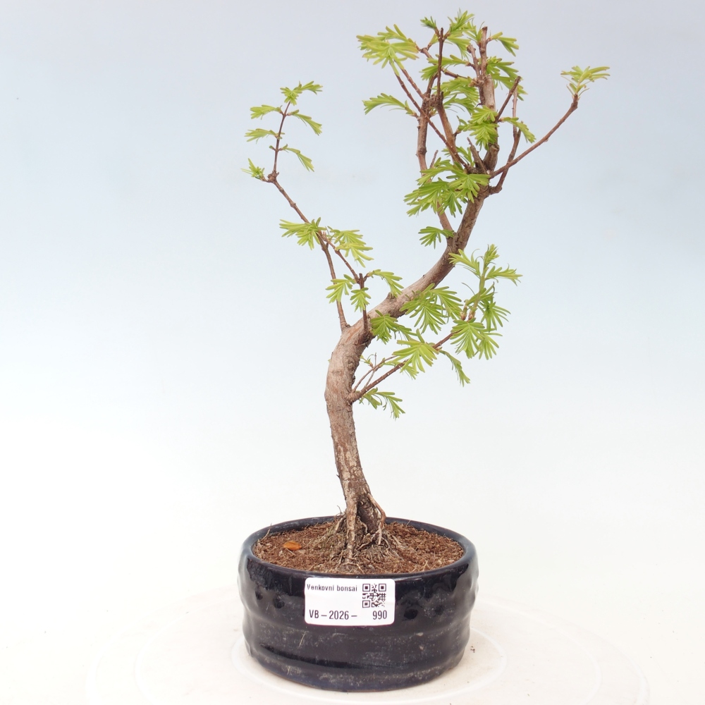 Outdoor bonsai - Metasequoia glyptostroboides - Metasekwoja chińska