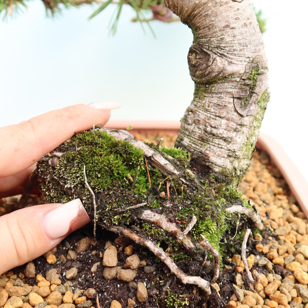 Bonsai ogrodowe – Pinus mugo Humpy – sosna karłowata