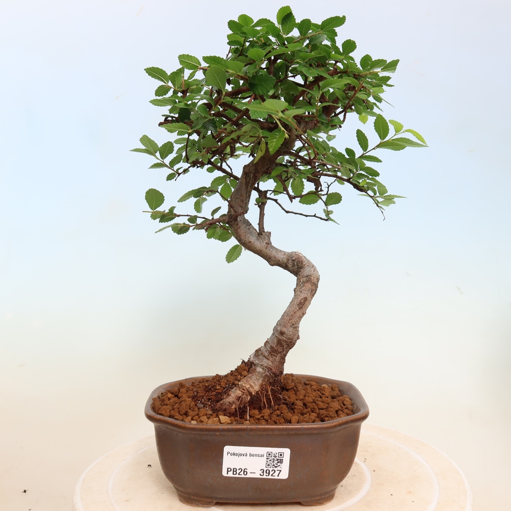 Pokój bonsai - Ulmus parvifolia - Wiąz drobnolistny