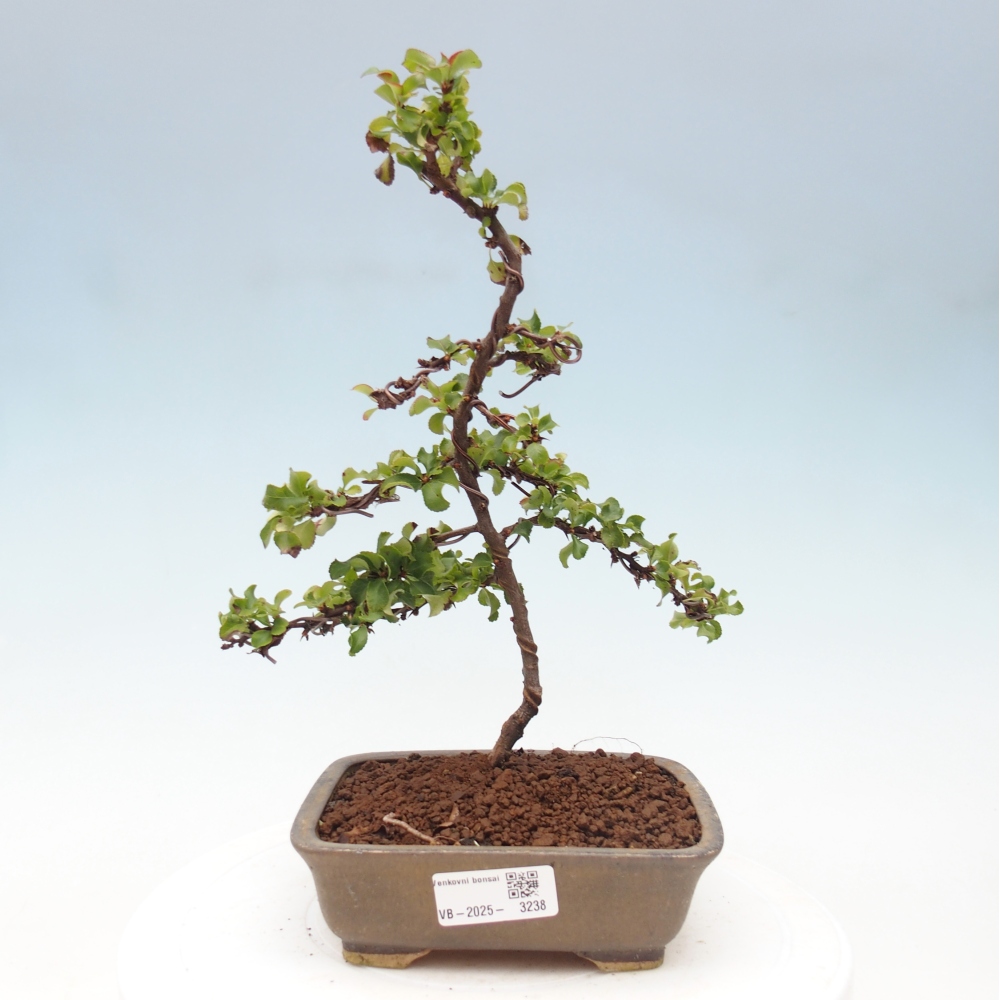 Bonsai zewnętrzne - Chaneomeles s. Red Joy - Pigwa