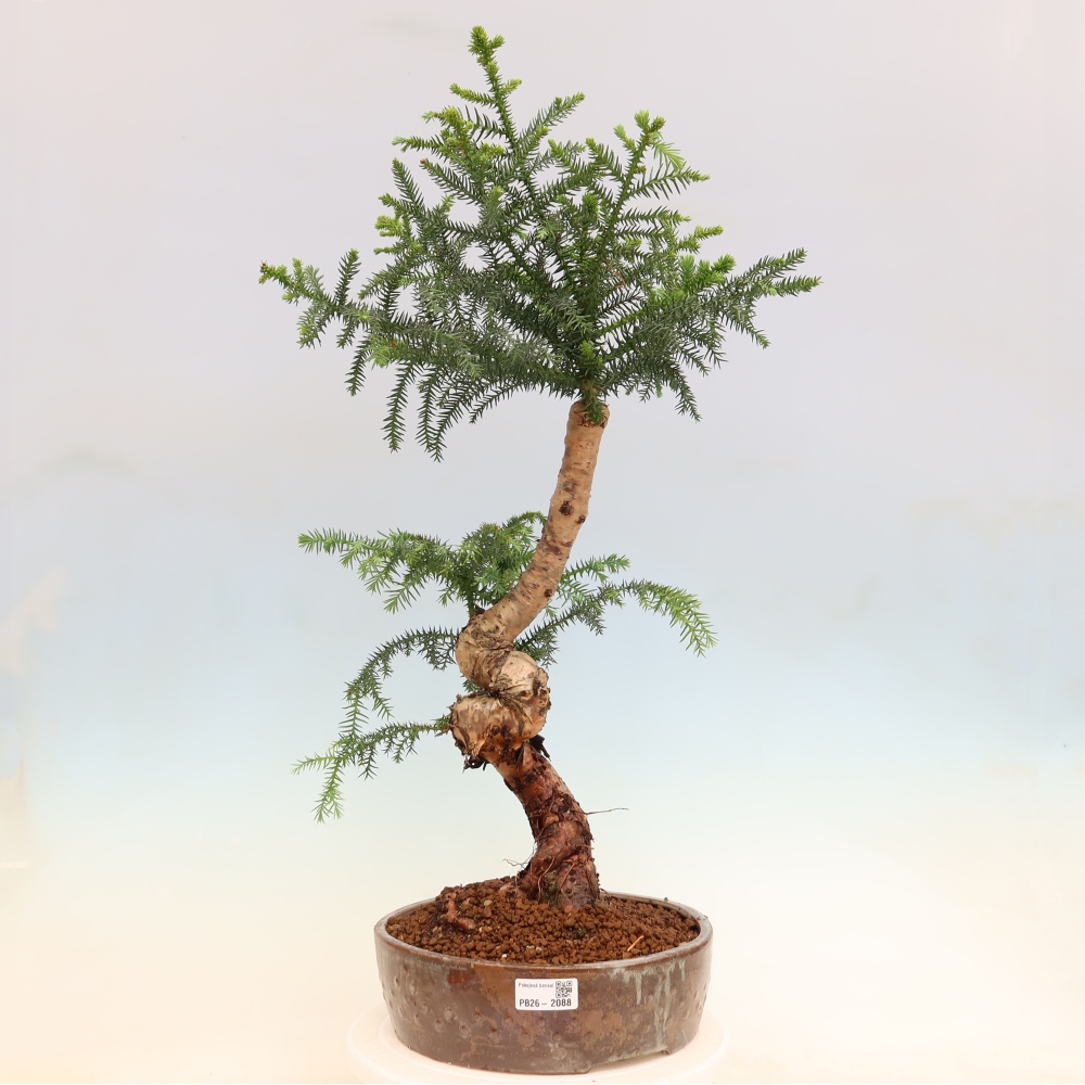 Bonsai domowe – araukaria – domowa sosenka