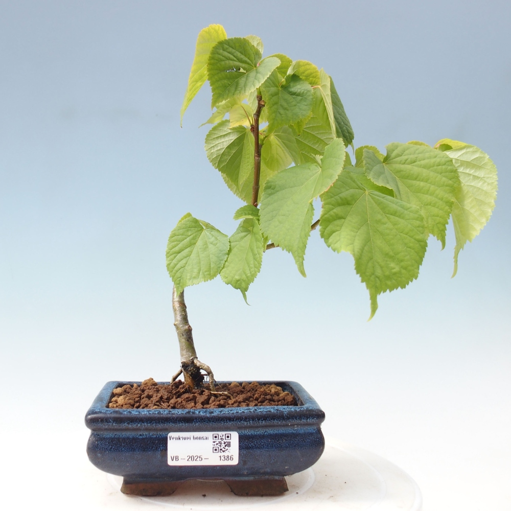 Bonsai na zewnątrz - Lipa - Tilia cordata