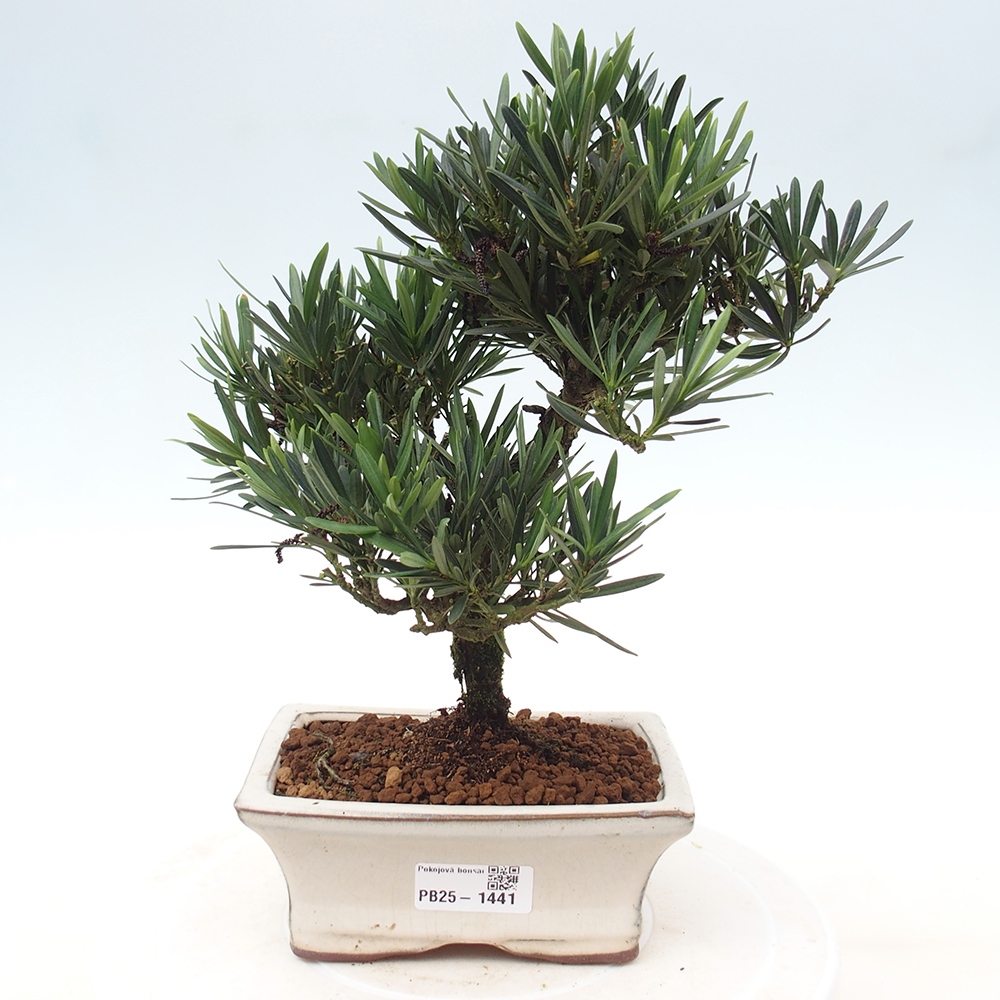 Kryty bonsai - Podocarpus - Kamień tys