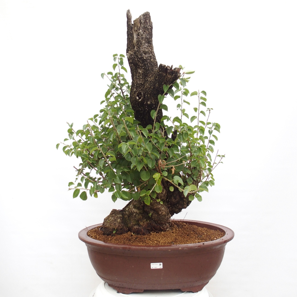 Bonsai na zewnątrz - Mahalebka - Prunus mahaleb