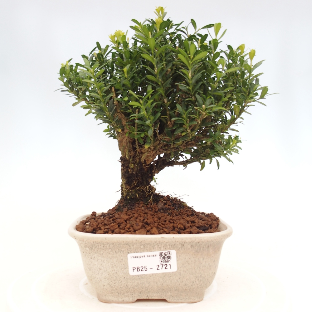 Kryty bonsai - Buxus harlandii - Bukszpan korkowy