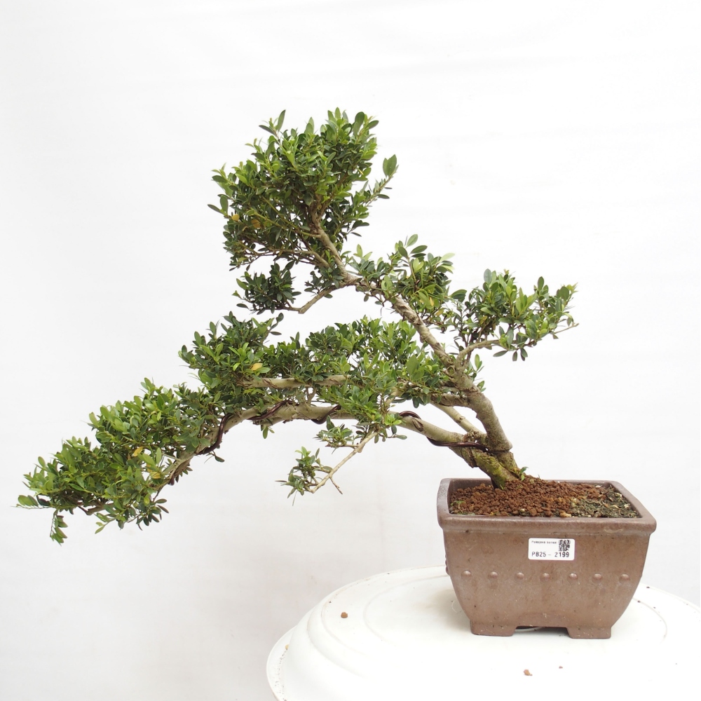 Kryty bonsai - Ilex crenata - Holly