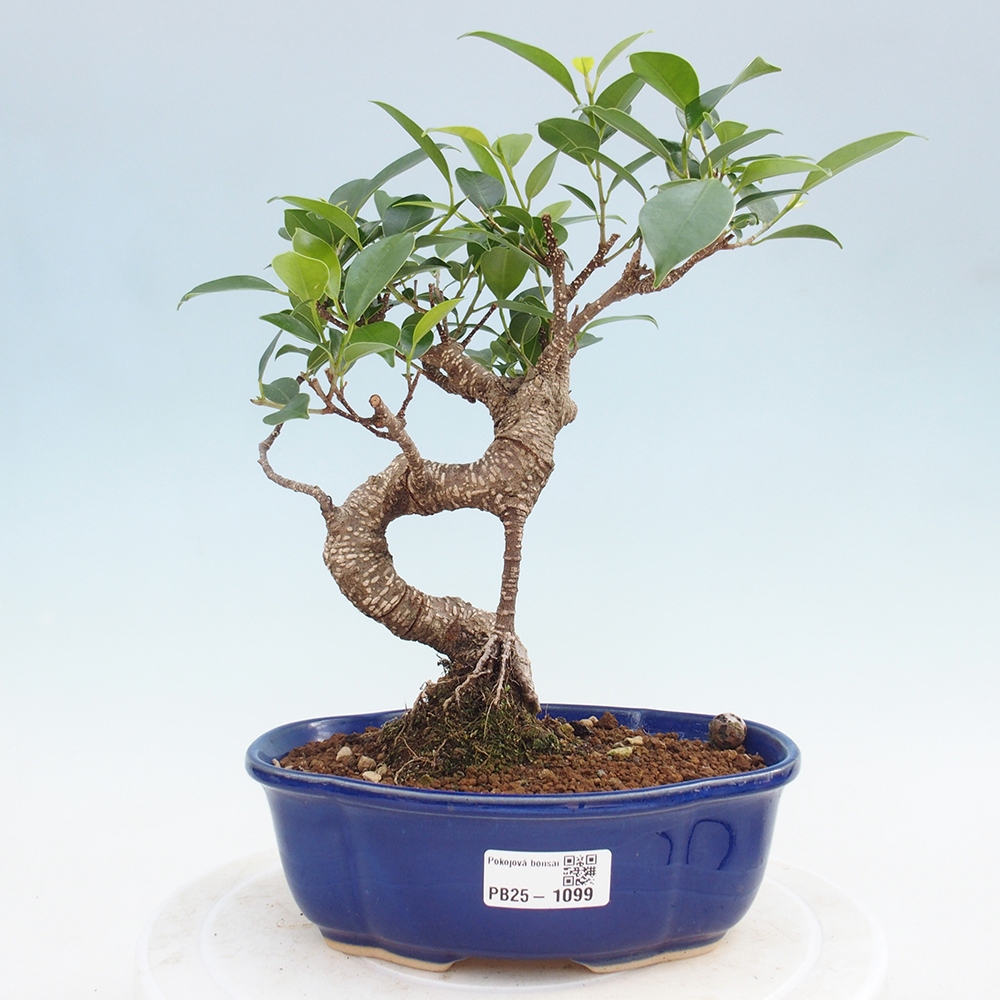 Kryty bonsai - Ficus retusa - figowiec drobnolistny