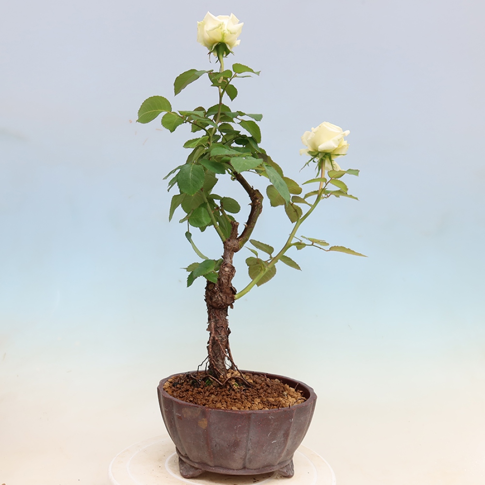 Bonsai ogrodowe – Rosa Kordes – róża
