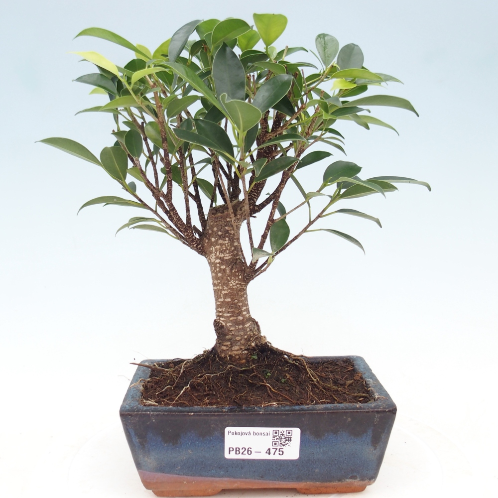Pokój bonsai - Ficus retusa - figowiec drobnolistny