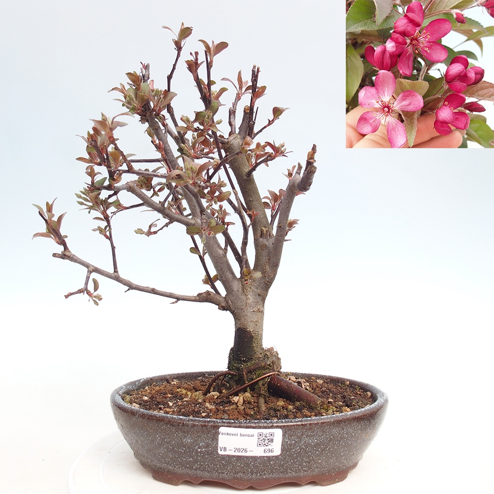 Outdoor bonsai - Malus domestica - Jabłoń czerwonolistna o małych owocach