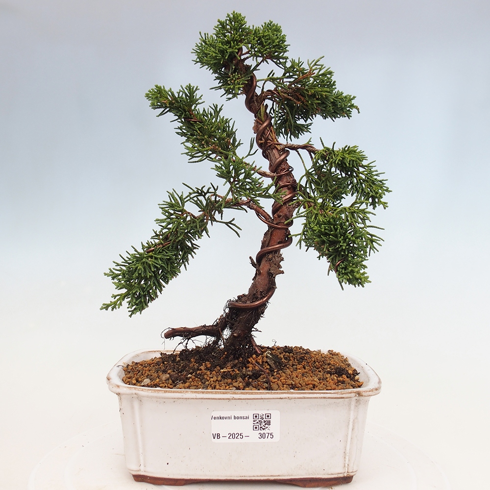 Bonsai zewnętrzne - Juniperus chinensis Kishu - Jałowiec chiński