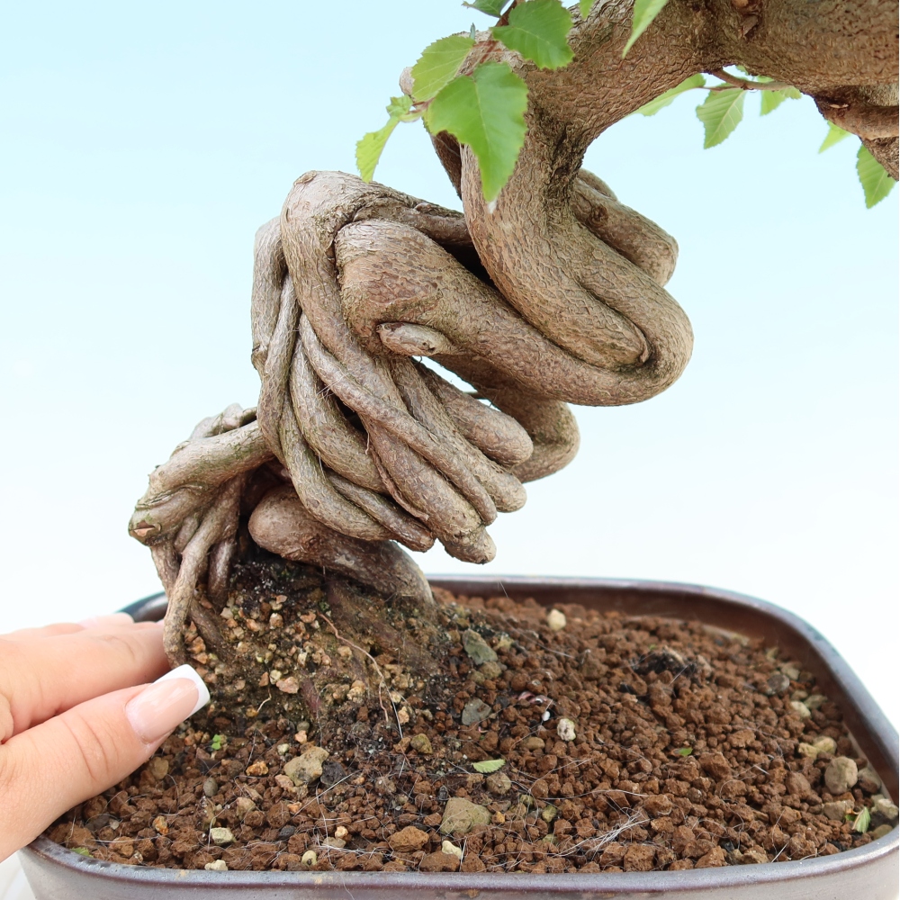 Outdoor bonsai - Carpinus coreana - grab koreański