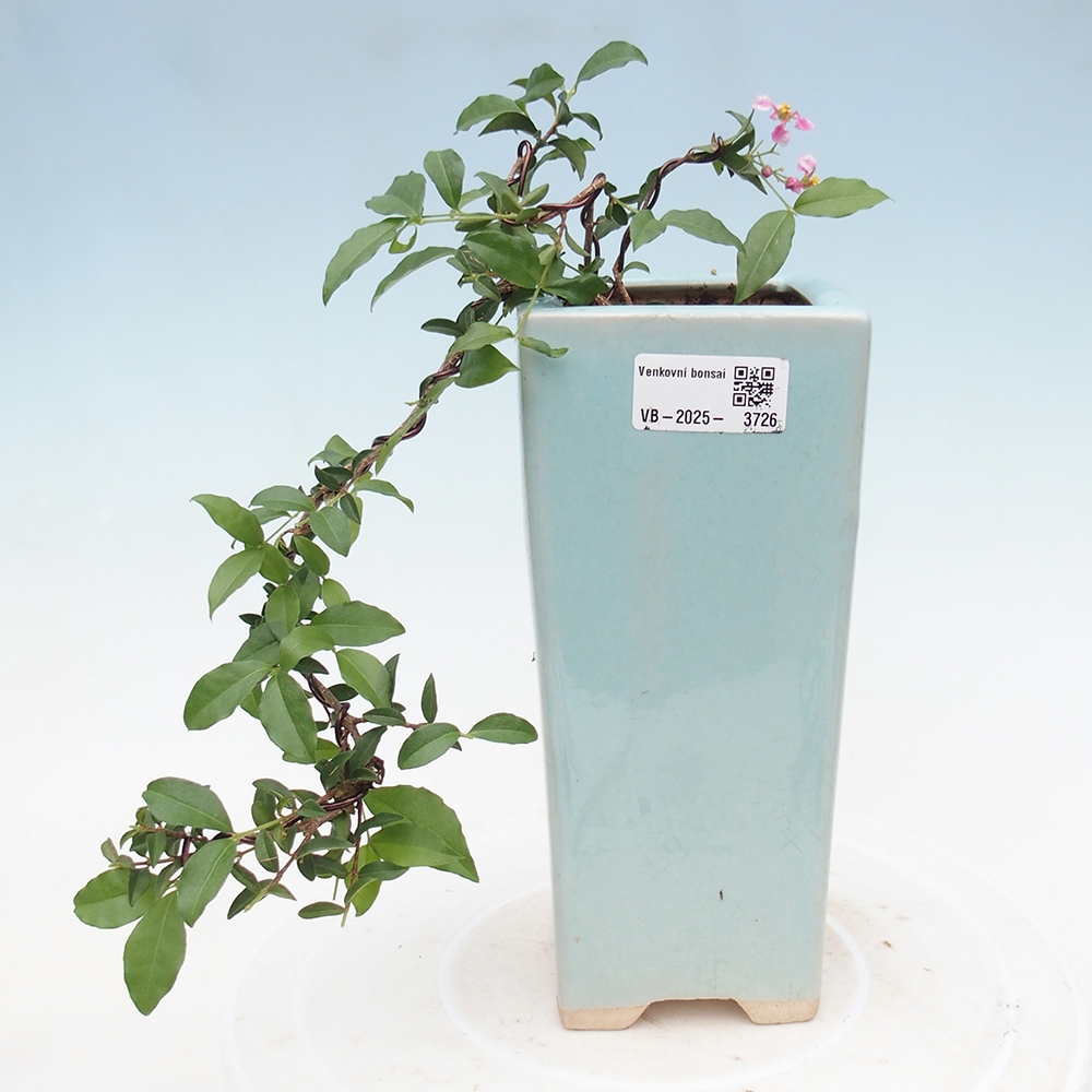 bonsai pokoju - wiśnia Malpighia coccigera- Barbdorská