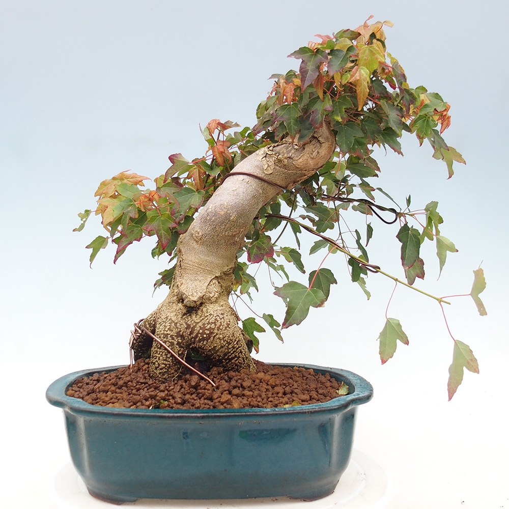 Outdoor bonsai - Acer Buergerianum - Klon Burger