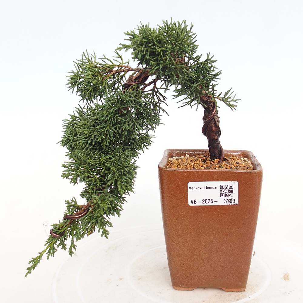Outdoor bonsai - Juniperus chinensis Kishu