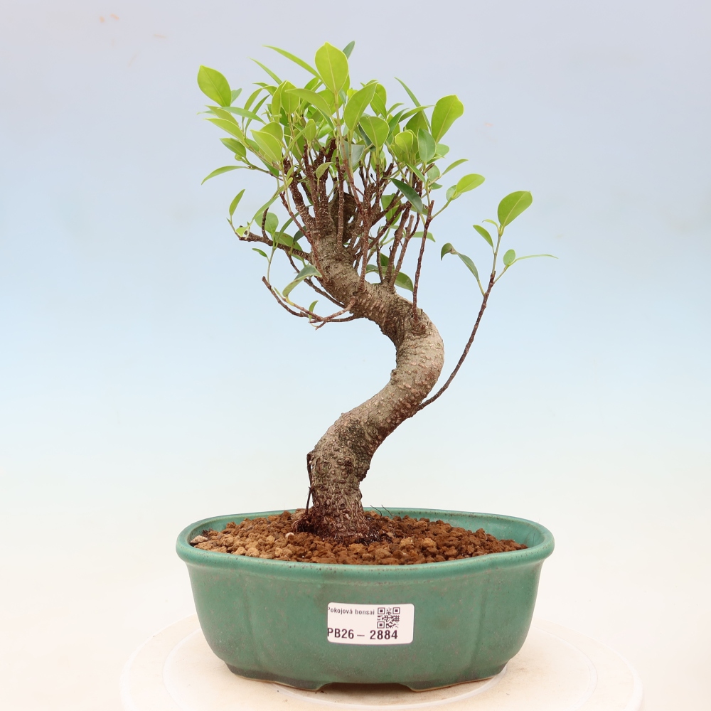 Pokój bonsai - Ficus kimmen - figowiec drobnolistny