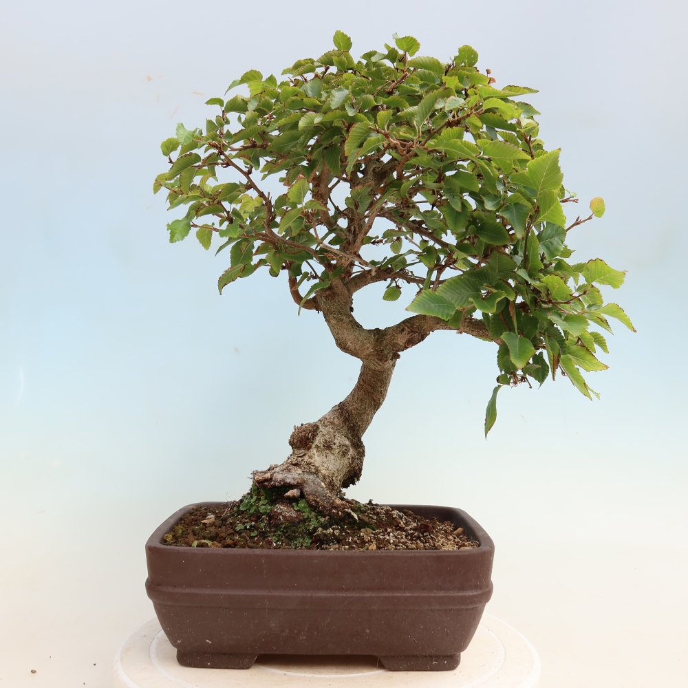 Outdoor bonsai - Carpinus CARPINOIDES - grab koreański