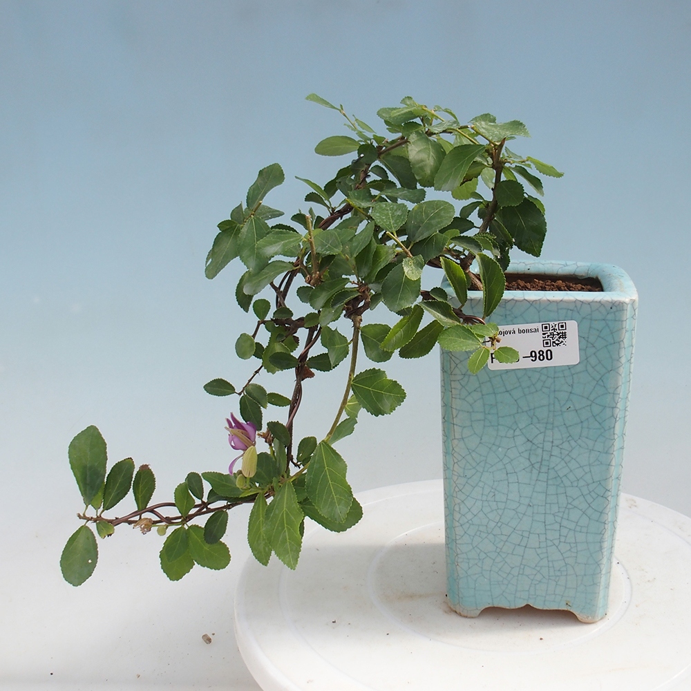 Kryty bonsai - Grewia occidentalis - Lawendowa gwiazda