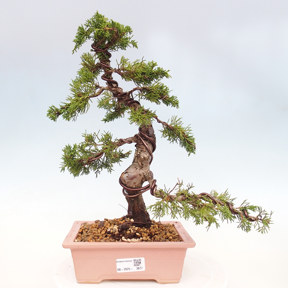 Outdoor bonsai - Juniperus chinensis Itoigawa - Jałowiec chiński