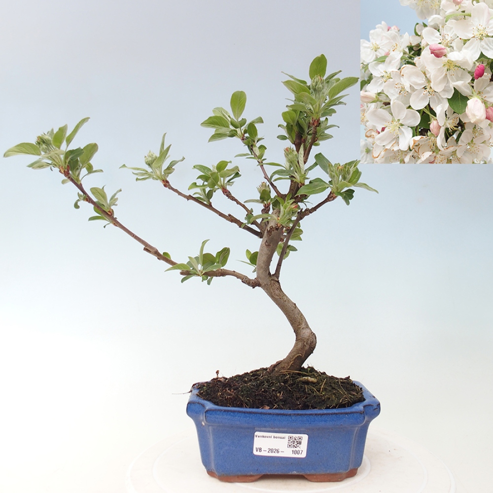 Outdoor bonsai - Malus halliana - Jabłoń drobnoowocowa