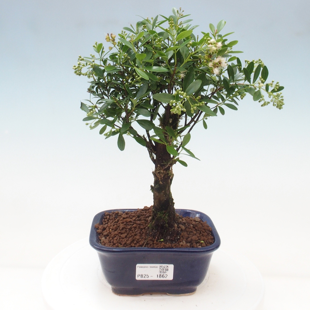 Pokój bonsai - Syzygium - Pimentovník