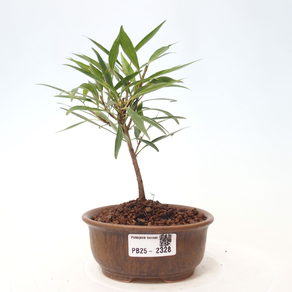 Bonsai wewnętrzne - Ficus nerifolia - figowiec drobnolistny