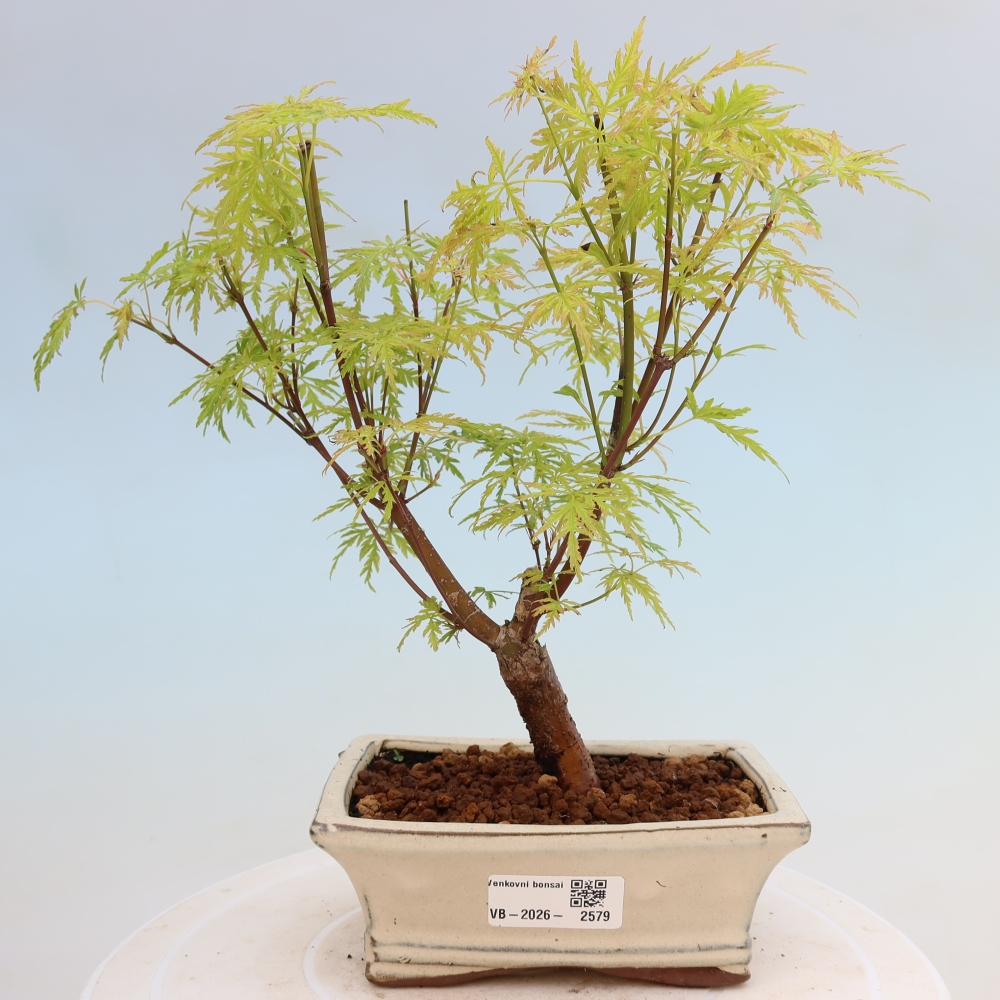 Bonsai ogrodowe – Acer palmatum Dissectum – klon palmowy 