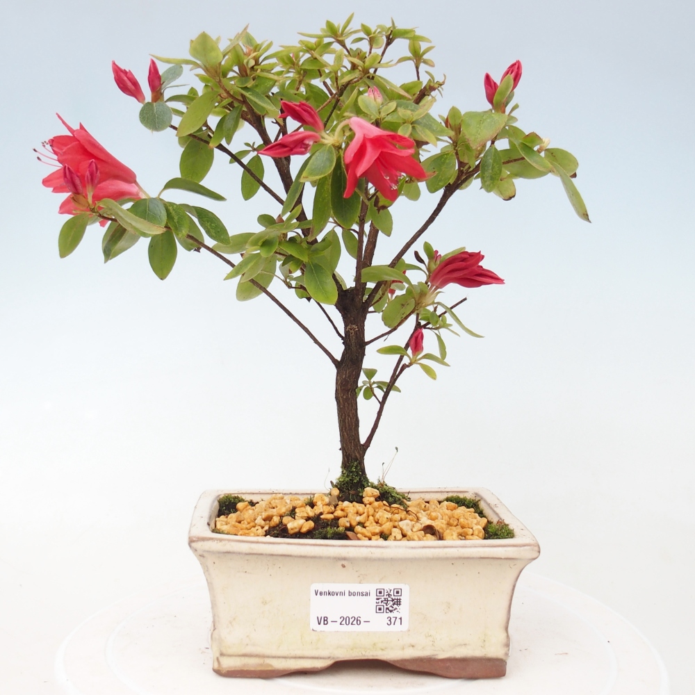 Outdoor bonsai - Azalia japońska - Azalea sp.