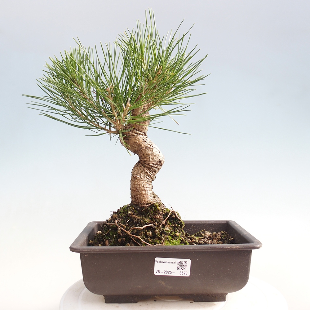Outdoor bonsai - Pinus thunbergii - sosna Thunberga