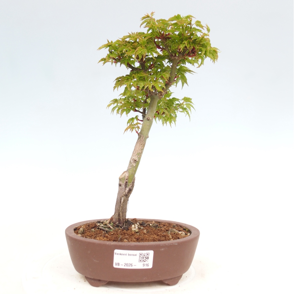 Outdoor bonsai - palma jaworowa Acer palmatum Shishigashira