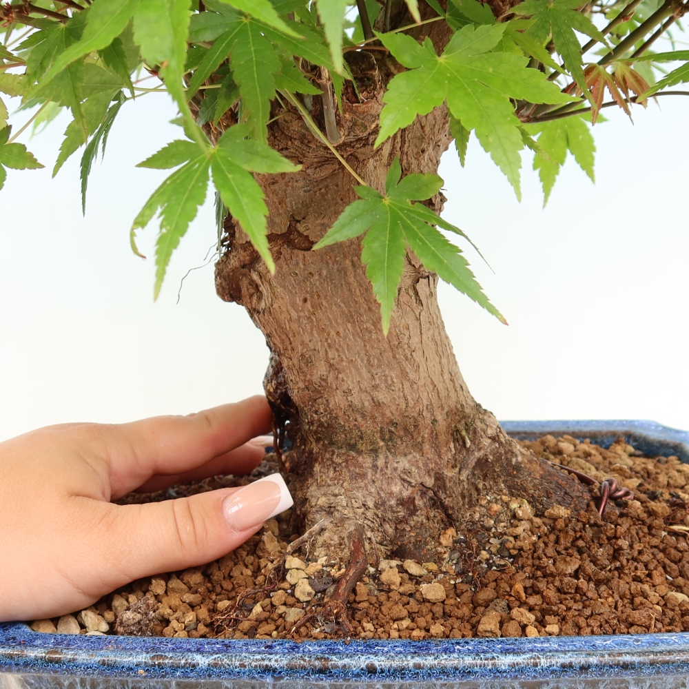 Outdoor bonsai - Klon burgeryjski - Acer burgerianum