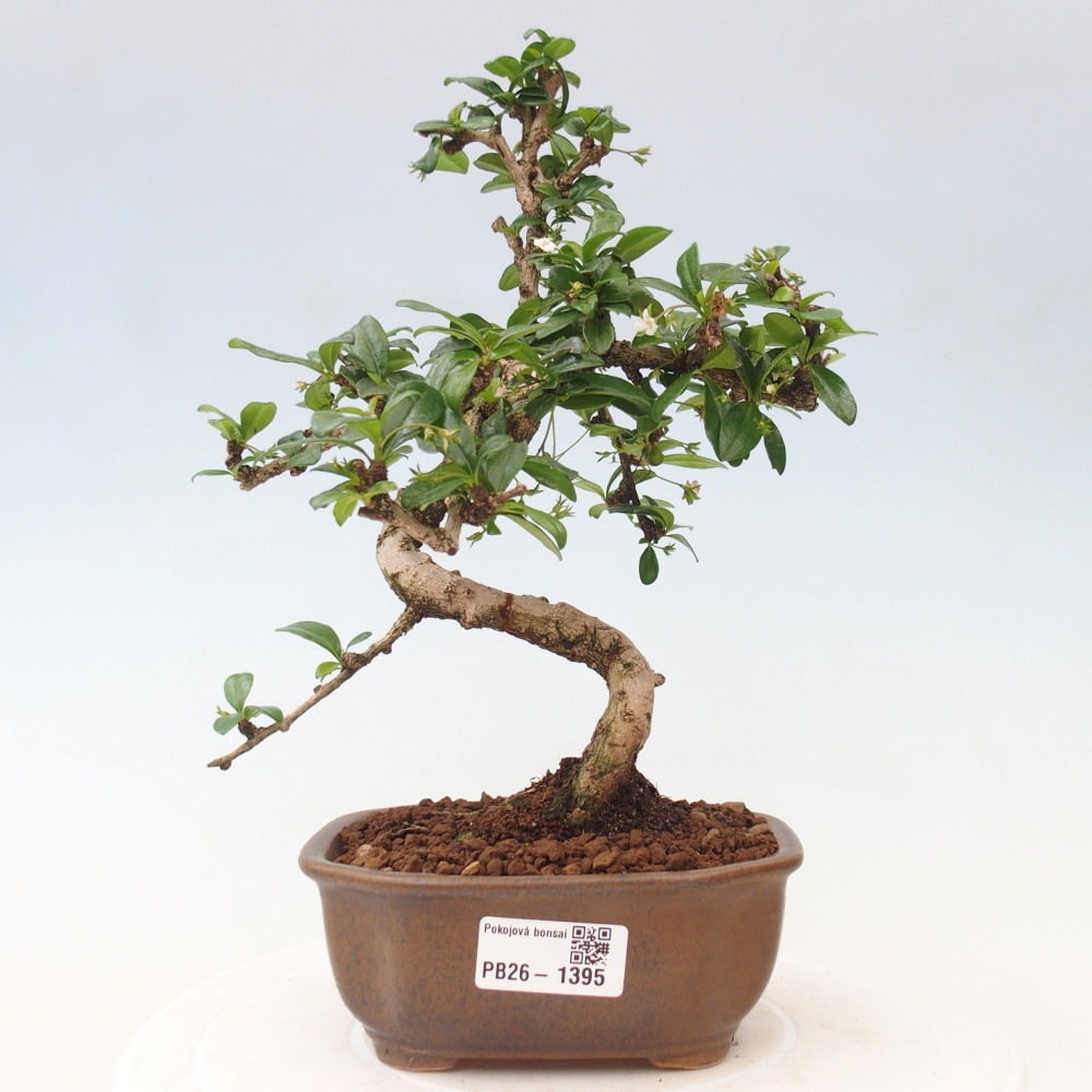 Bonsai pokojowe - Carmona macrophylla - Tea fuki