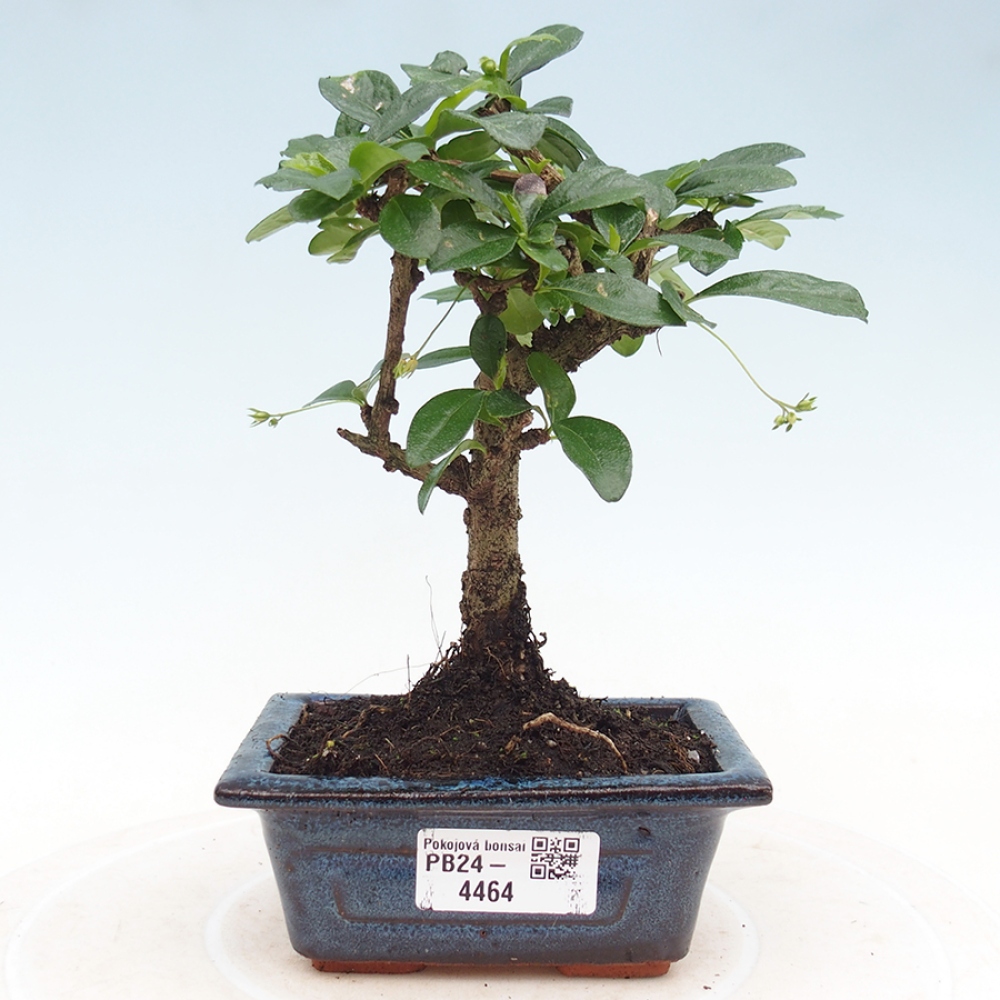 Bonsai wewnętrzne - Carmona makrophylla - Herbata Fuki