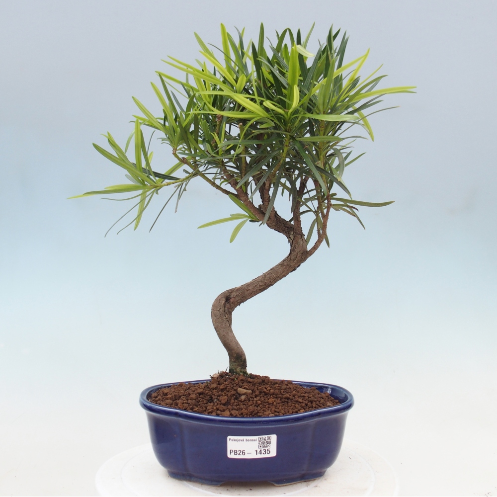 Pokój bonsai - Podocarpus - Kamienny cis
