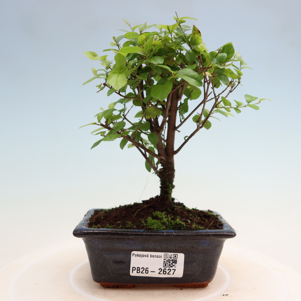 Bonsai pokojowe - Sageretia thea - Sageretia thea