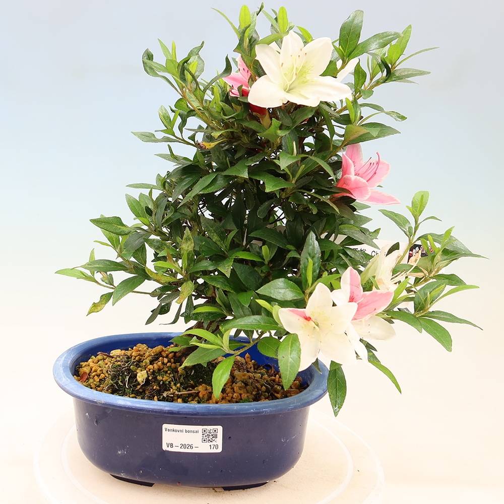 Bonsai zewnętrzne - Azalia japońska - Azalia CHIHIRO