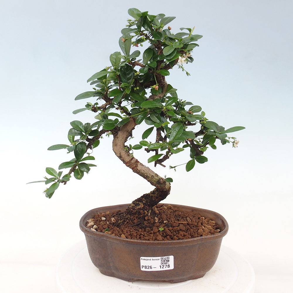 Bonsai pokojowe - Carmona macrophylla - Tea fuki