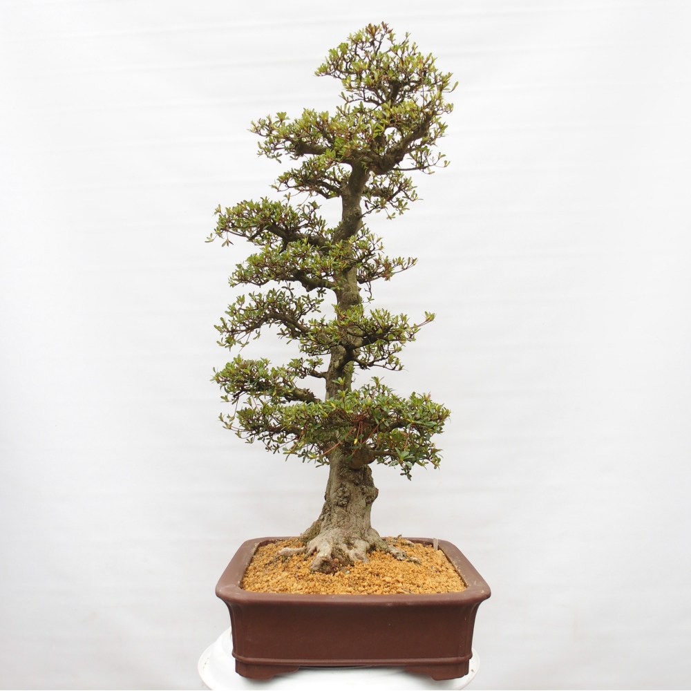 Bonsai zewnętrzne - Azalia japońska - Azalia Tochizumi